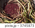 収穫した小豆の天日干し
