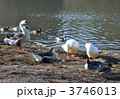 水辺でくつろぐ水鳥たち