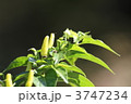 島唐辛子