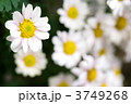 白い菊の花