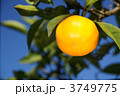 木に生るみかん