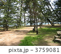 天橋立　日本三景寄植の松