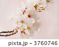 ソメイヨシノ