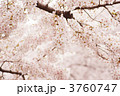 満開のソメイヨシノ
