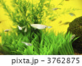 メダカ