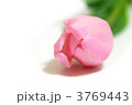 ピンクのチューリップ