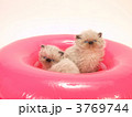 浮き袋に入った2匹の子猫