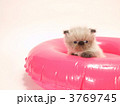 浮き袋に入った子猫