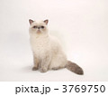 猫（ヒマラヤン）