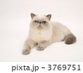 猫（ヒマラヤン）