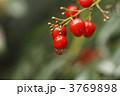 南天の雫