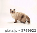 猫（ヒマラヤン）