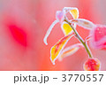 ブルーベリーの紅葉