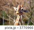 キリン