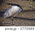3770989