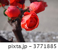 開花間近のボケの花
