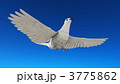 3775862