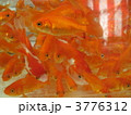金魚たち 1 金魚たち 1