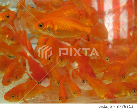 金魚たち 1 金魚たち 1