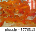 金魚たち 2 金魚たち 2