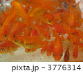 金魚たち 3 金魚たち 3