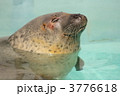 3776618