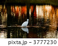 白さぎ