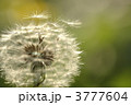 3777604