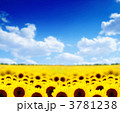 3781238