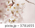 ソメイヨシノ