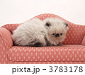 ソファーにのったヒマラヤンの子猫