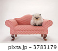 ソファーにのったヒマラヤンの子猫