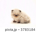 ヒマラヤンの子猫