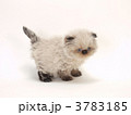 ヒマラヤンの子猫