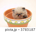 鉢に入ったヒマラヤンの子猫