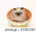 鉢に入ったヒマラヤンの子猫