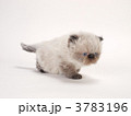 ヒマラヤンの子猫