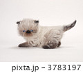 ヒマラヤンの子猫