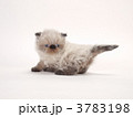 ヒマラヤンの子猫
