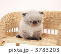 籐の椅子にのったヒマラヤンの子猫