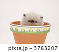 鉢に入ったヒマラヤンの子猫