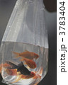 金魚