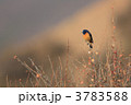 ルリビタイジョウビタキ