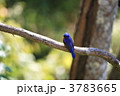 チャバラオオルリ