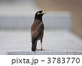 カバイロハッカ
