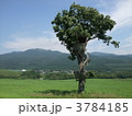 ツリーハウス
