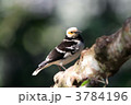 クビワムクドリ