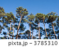 赤松林と青空