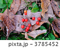 ヒヨドリジョウゴの赤い実