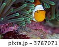3787071